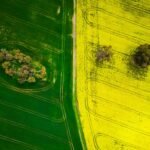 Top down view of fields, vibrant green fields on the left half, vibrant yellow canola on the right half