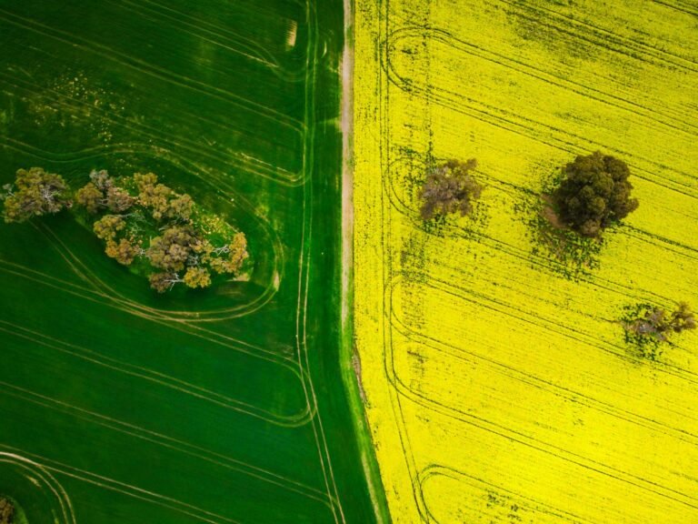 Top down view of fields, vibrant green fields on the left half, vibrant yellow canola on the right half