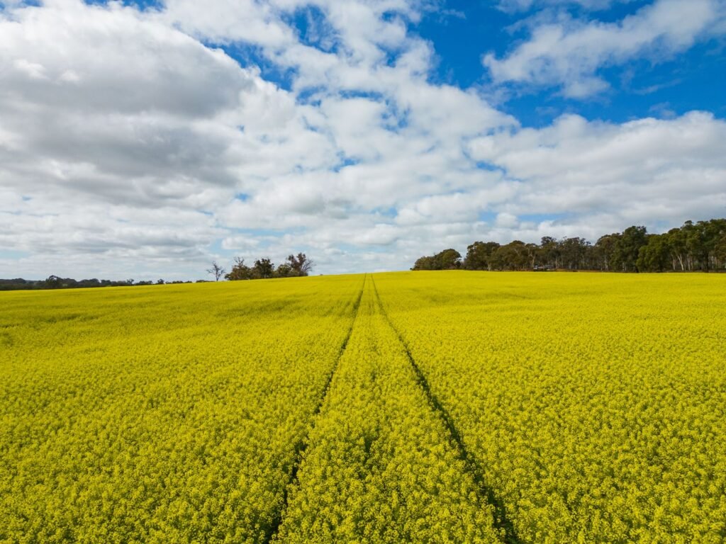 Bright yellow canola fields in York Western Australia