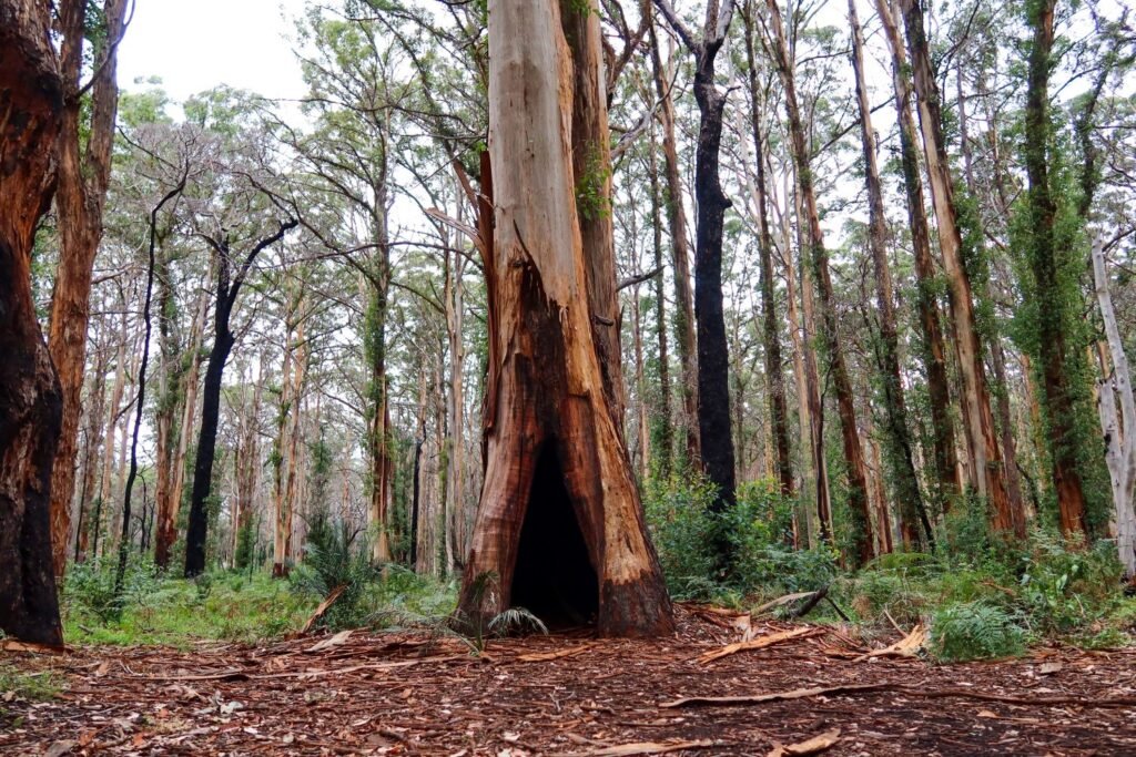 Large tree in forest, hollow trunk