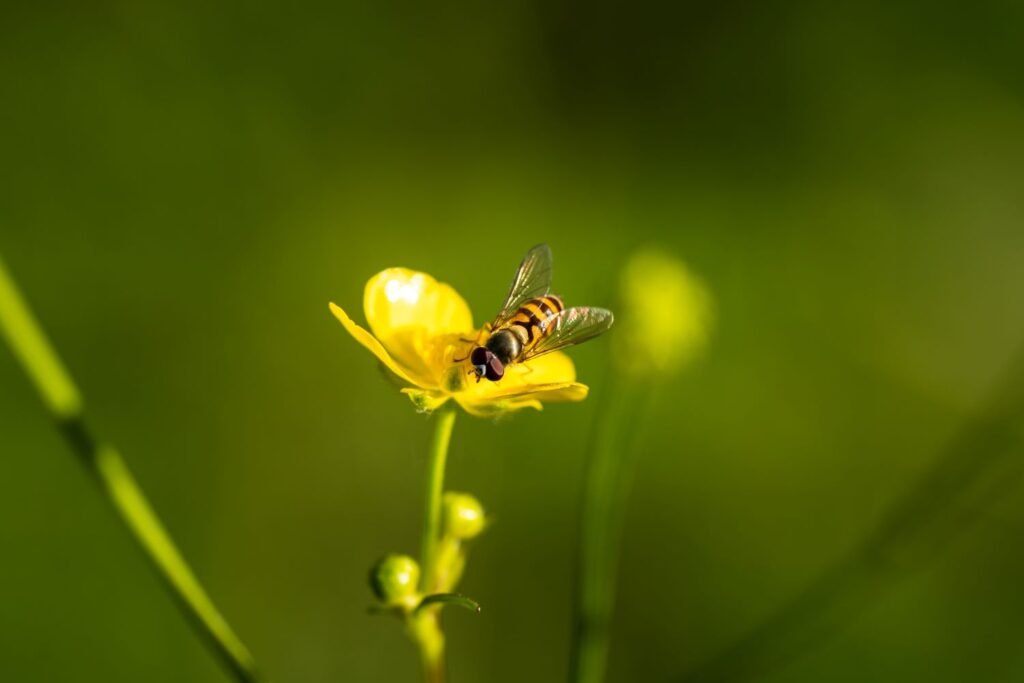 Bee on yellow flower, very shallow depth of field