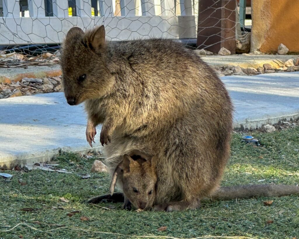 Quokka on Rottnest Island with baby