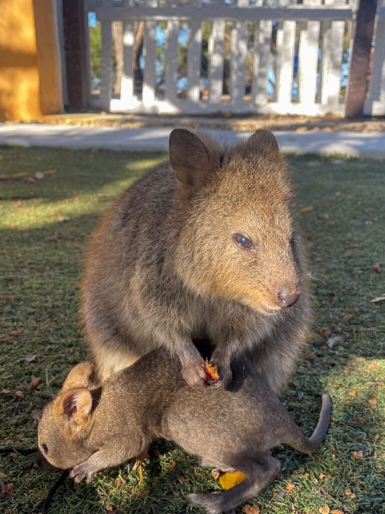 Quokka on Rottnest Island with baby