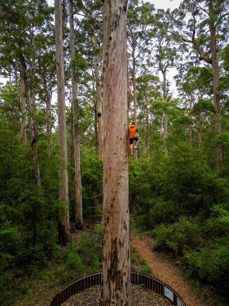 Person climbing very tall, straight tree with orange jacket